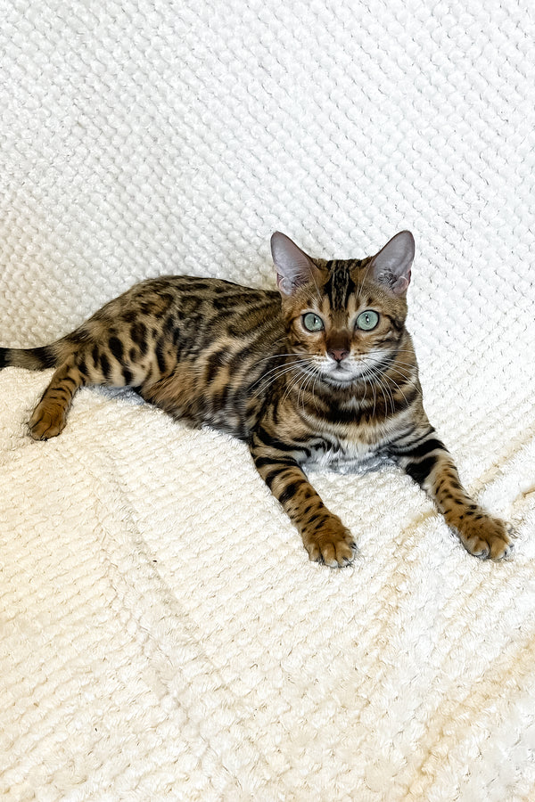 Daisy | Bengal Kitten
