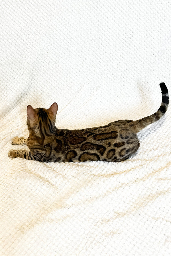 Daisy | Bengal Kitten