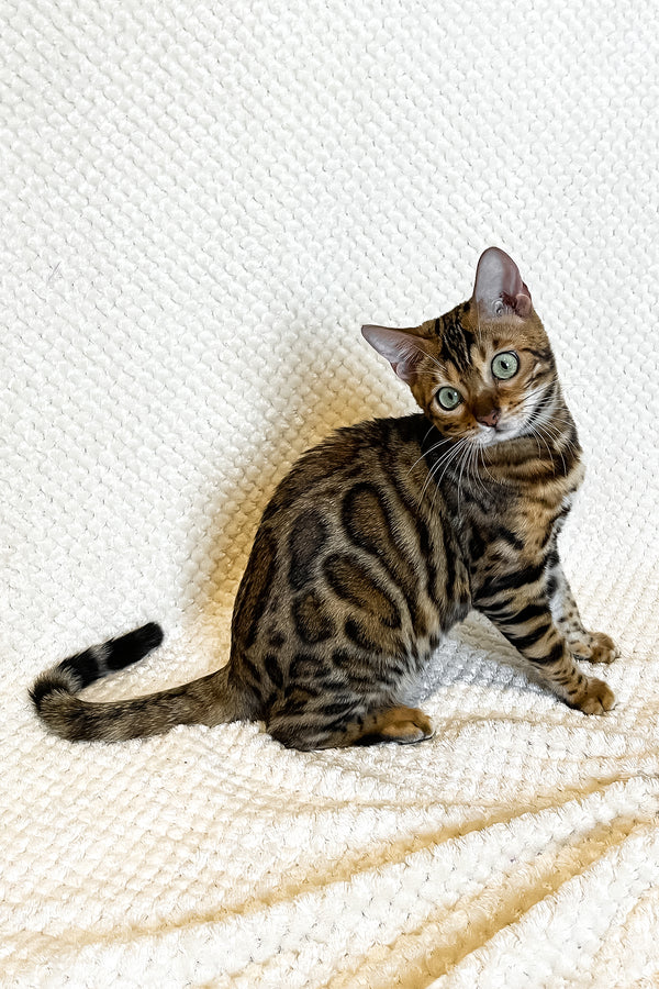 Daisy | Bengal Kitten