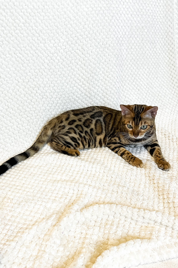 Daisy | Bengal Kitten