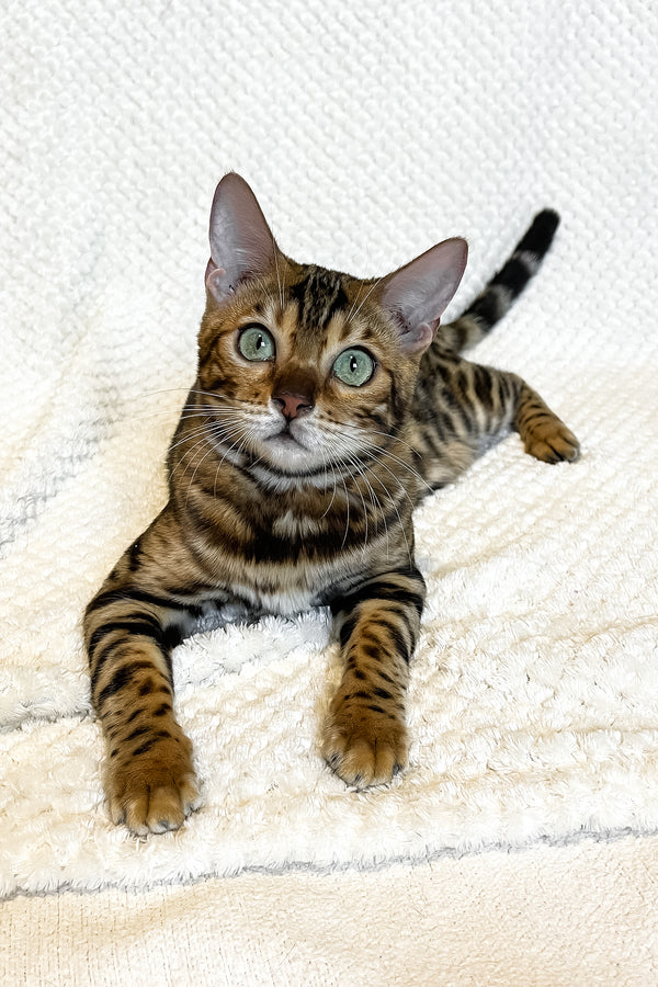 Daisy | Bengal Kitten