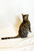 Daisy | Bengal Kitten