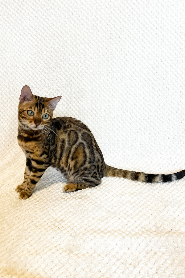 Daisy | Bengal Kitten