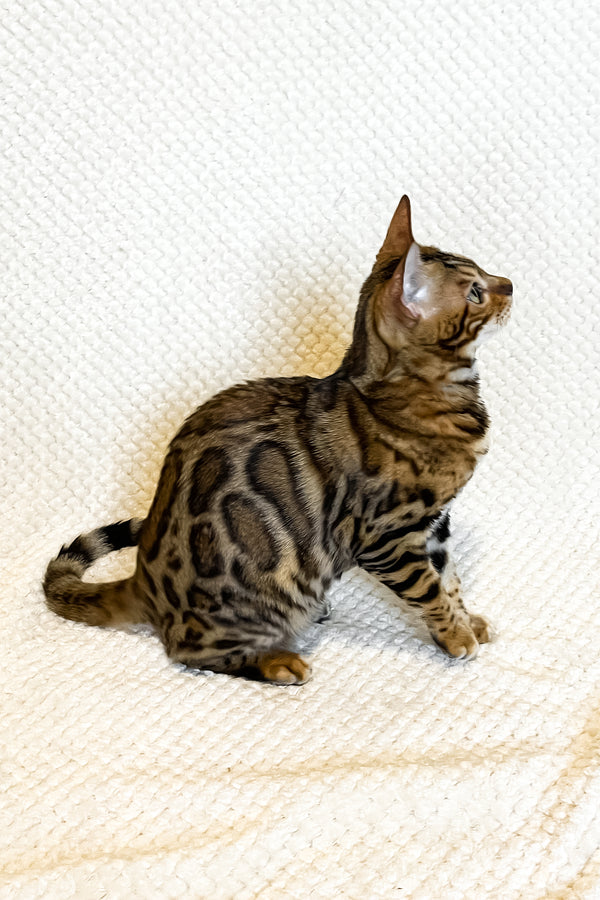 Daisy | Bengal Kitten