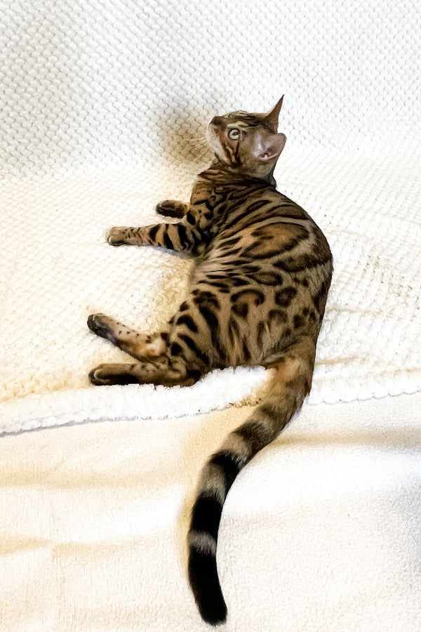 Daisy | Bengal Kitten