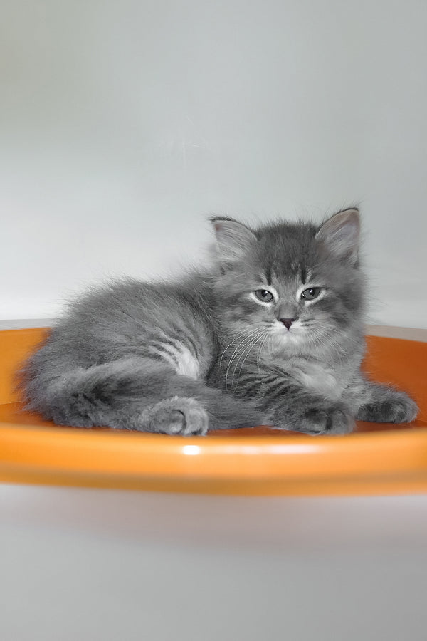 Daisy | Siberian Kitten