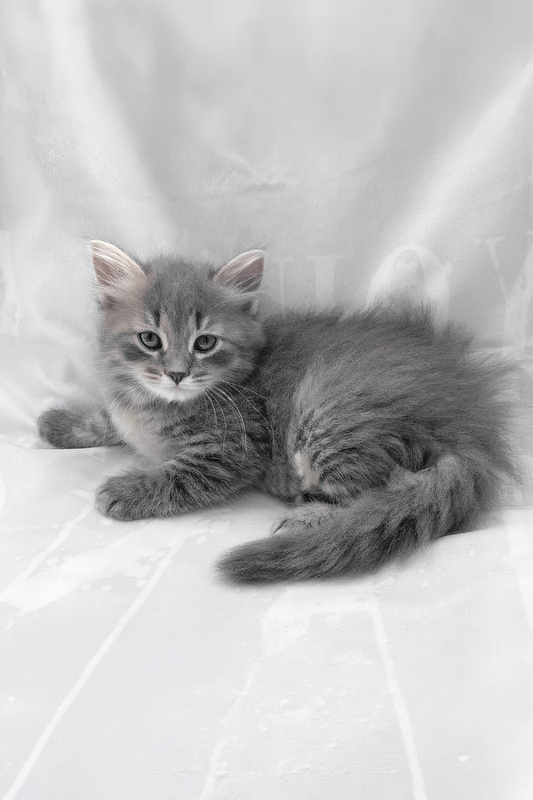 Daisy | Siberian Kitten
