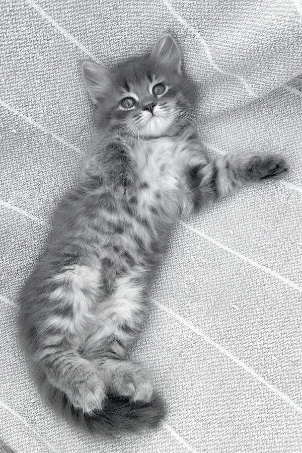 Daisy | Siberian Kitten