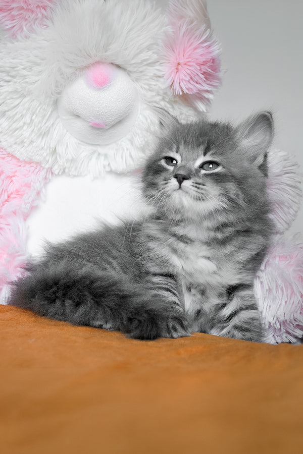 Daisy | Siberian Kitten