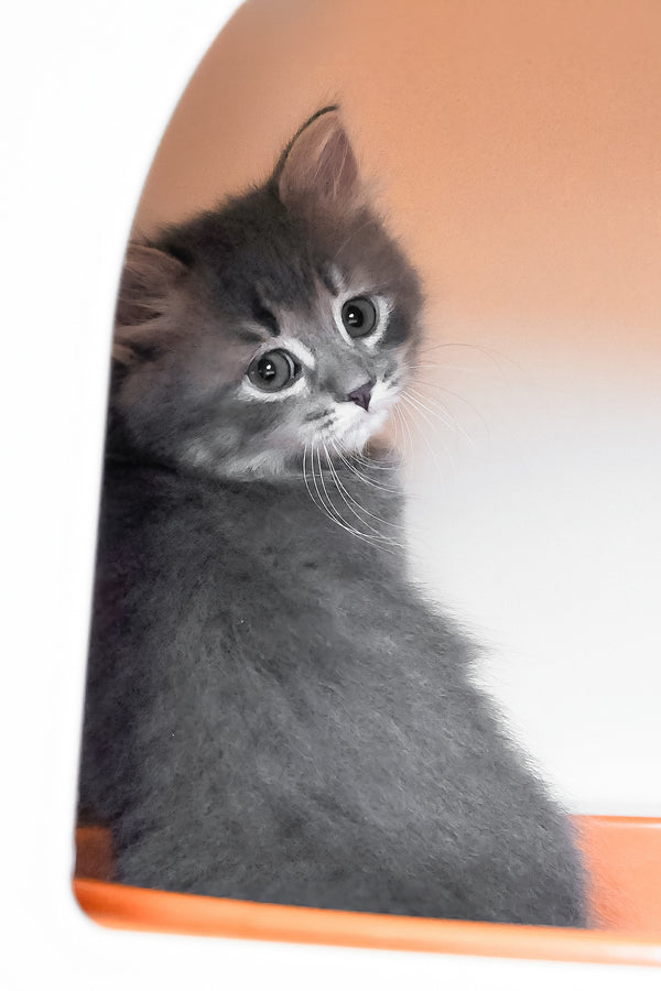Daisy | Siberian Kitten