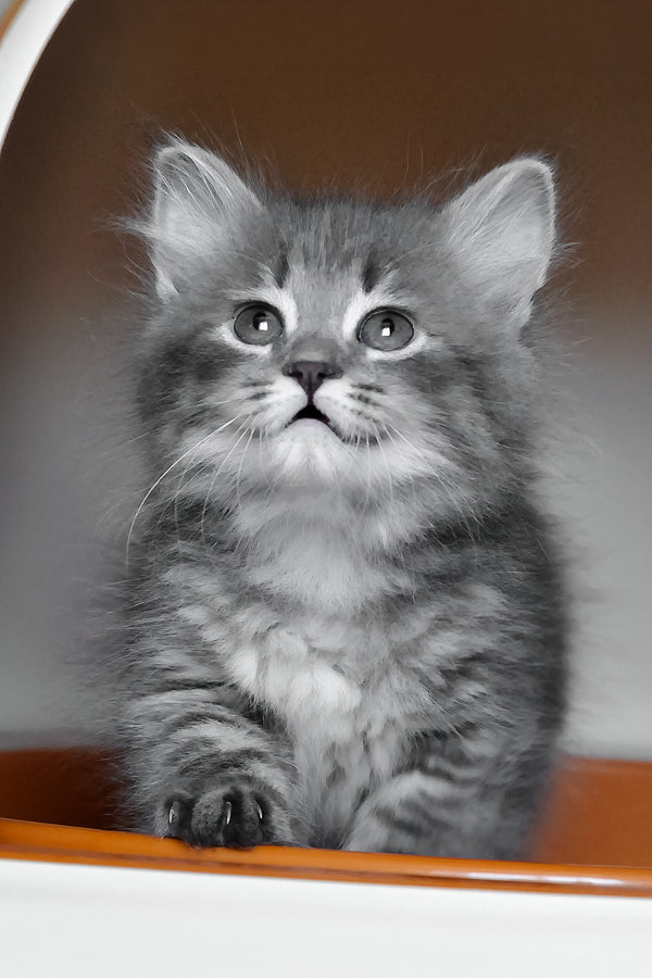 Daisy | Siberian Kitten