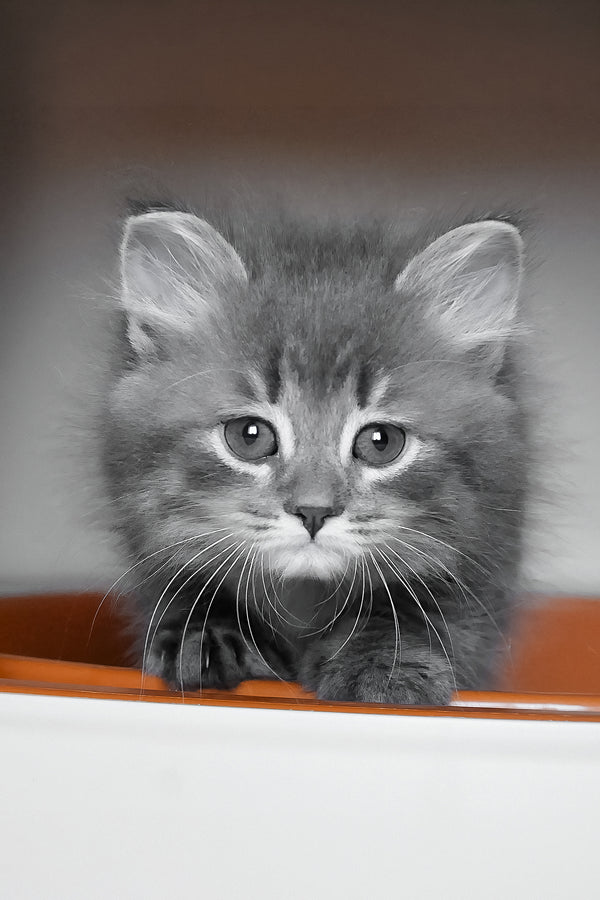 Daisy | Siberian Kitten
