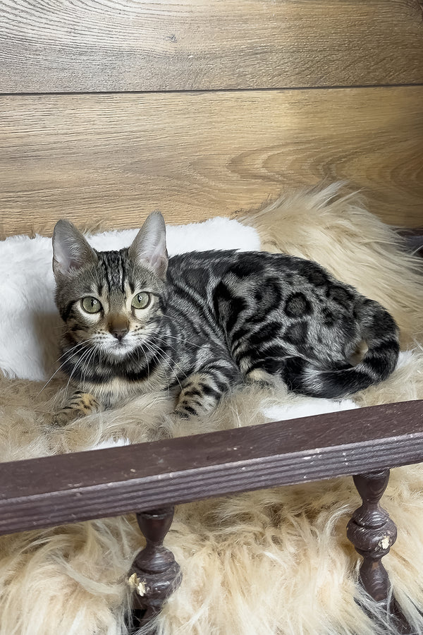 Dakota | Bengal Kitten
