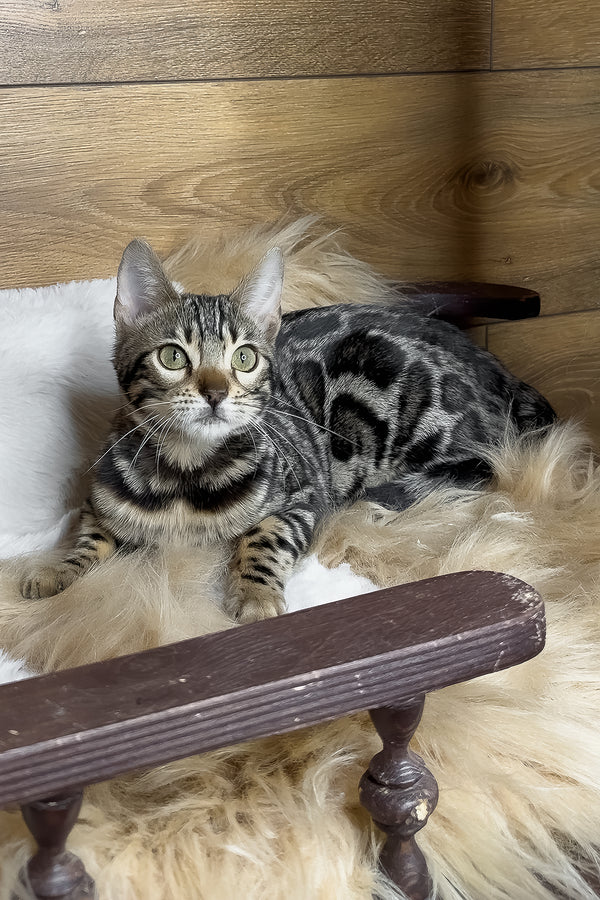 Dakota | Bengal Kitten