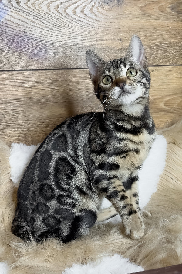 Dakota | Bengal Kitten