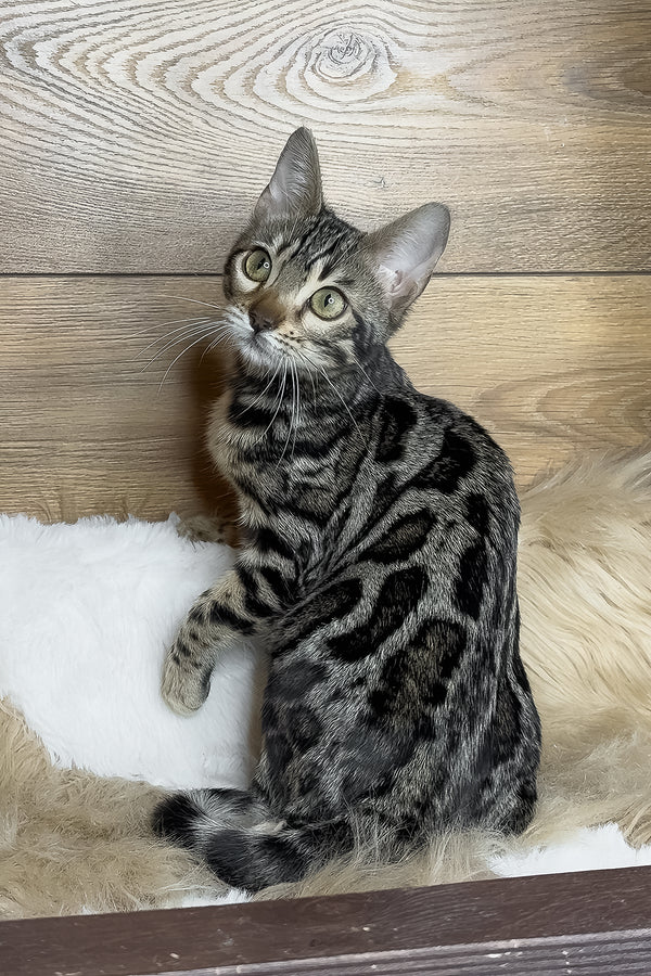 Dakota | Bengal Kitten