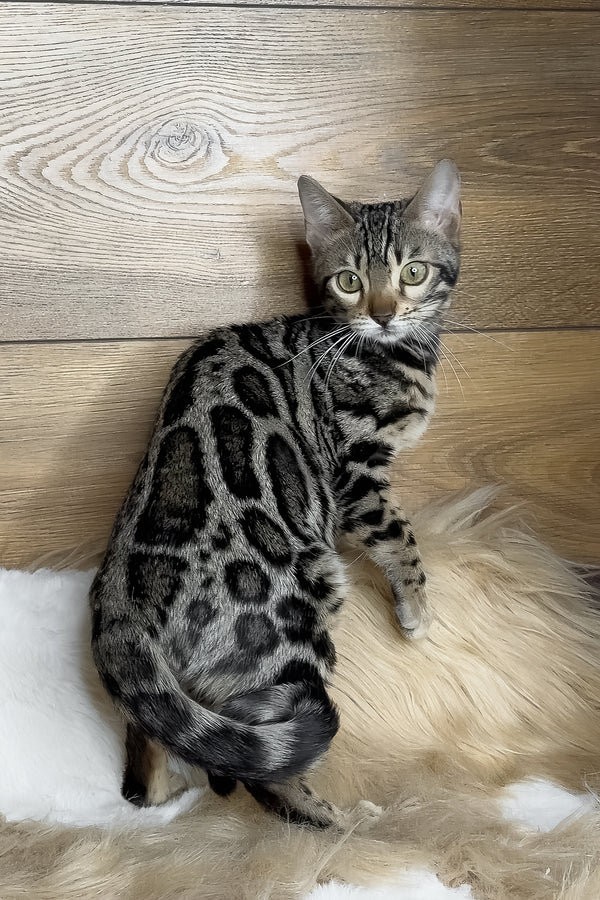 Dakota | Bengal Kitten