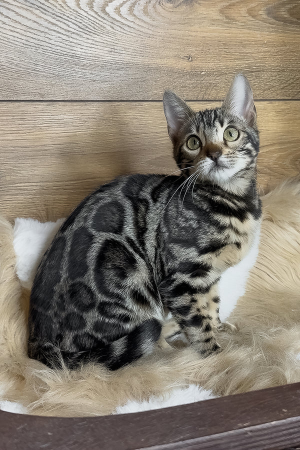 Dakota | Bengal Kitten