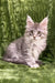 Dallas | Maine Coon Kitten