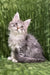 Dallas | Maine Coon Kitten