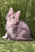 Dallas | Maine Coon Kitten