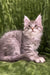 Dallas | Maine Coon Kitten