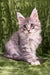 Dallas | Maine Coon Kitten