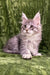 Dallas | Maine Coon Kitten