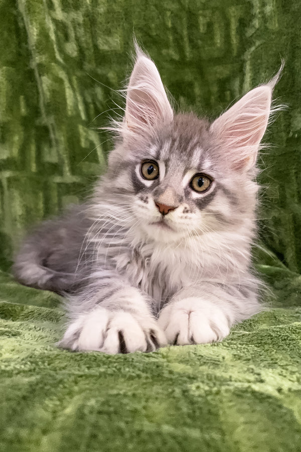 Dallas | Maine Coon Kitten