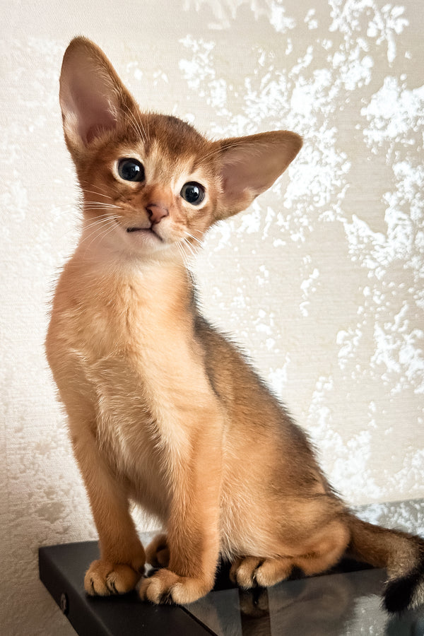 Dallas | Abyssinian Kitten