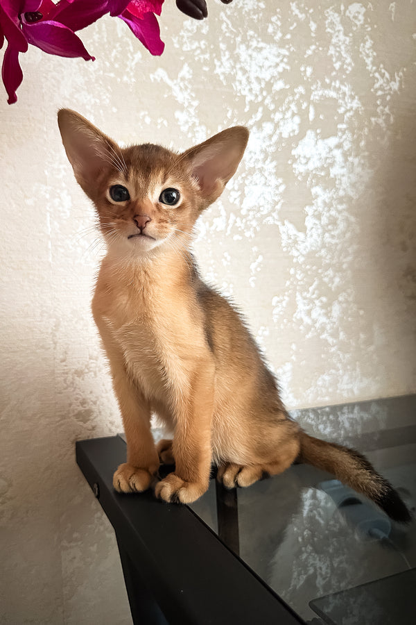 Dallas | Abyssinian Kitten