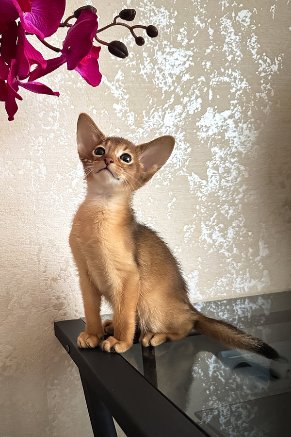 Dallas | Abyssinian Kitten