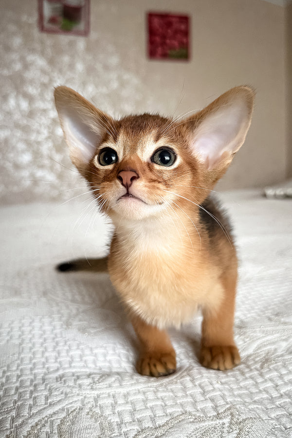 Dallas | Abyssinian Kitten