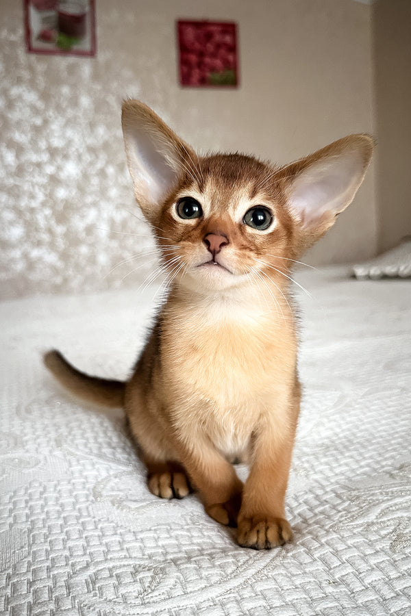 Dallas | Abyssinian Kitten