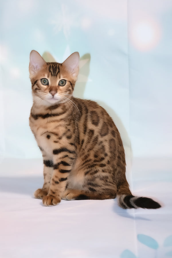 Dallila | Bengal Kitten