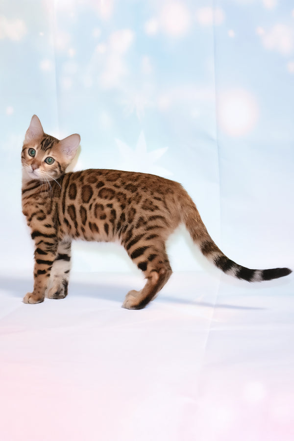 Dallila | Bengal Kitten
