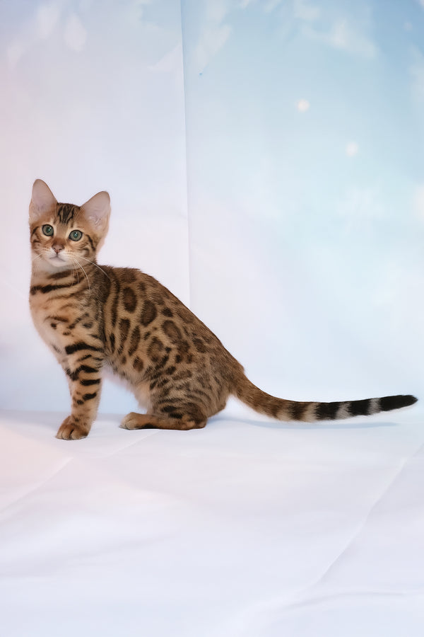Dallila | Bengal Kitten