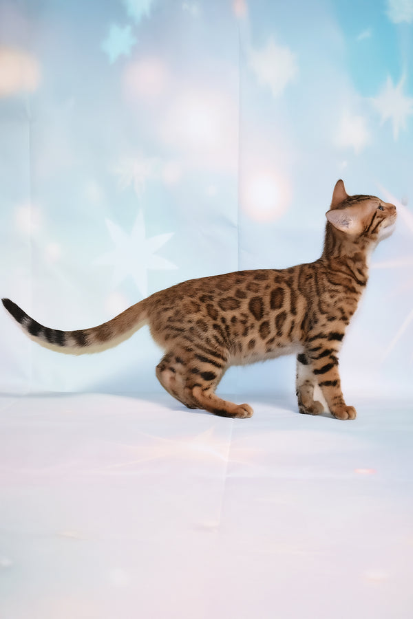 Dallila | Bengal Kitten