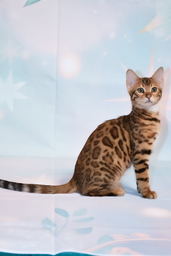Dallila | Bengal Kitten