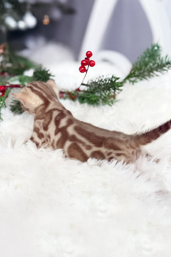 Damir | Bengal Kitten