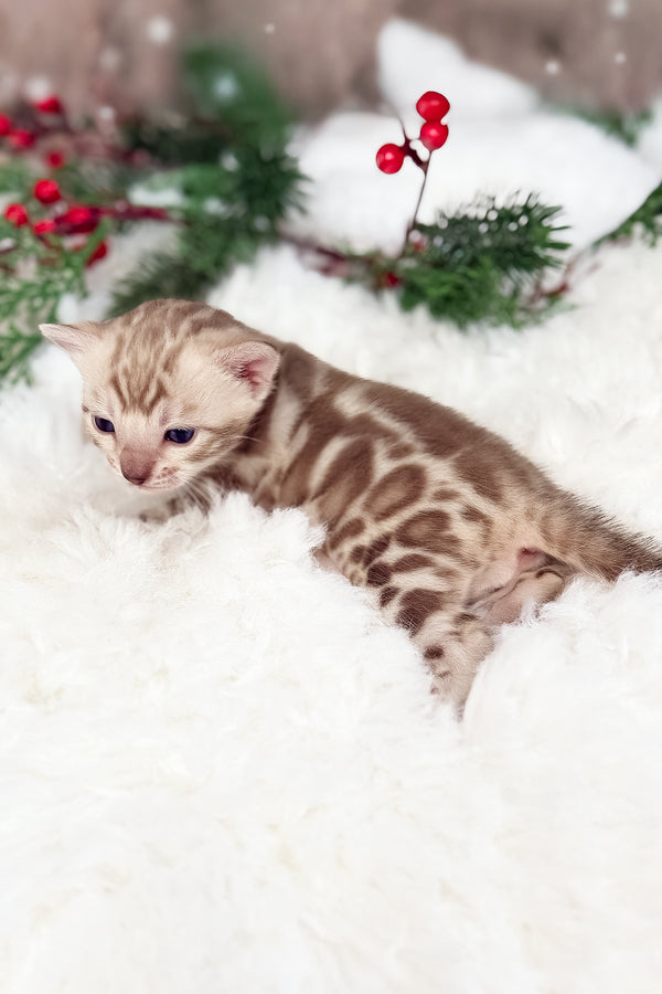 Damir | Bengal Kitten