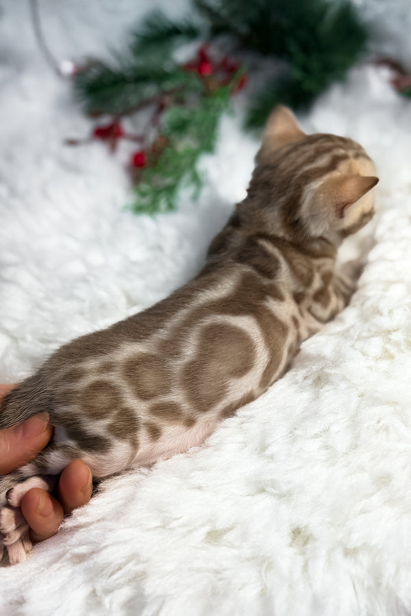 Damir | Bengal Kitten