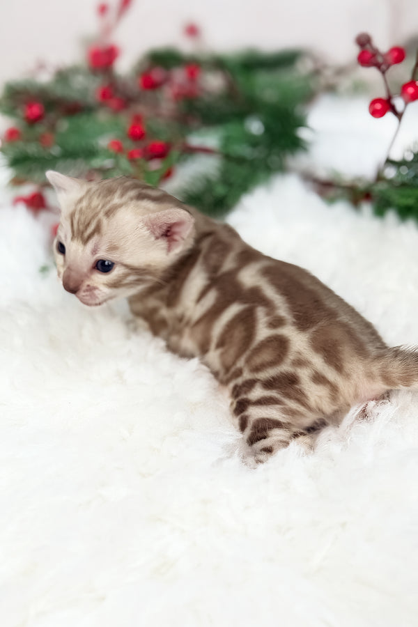 Damir | Bengal Kitten