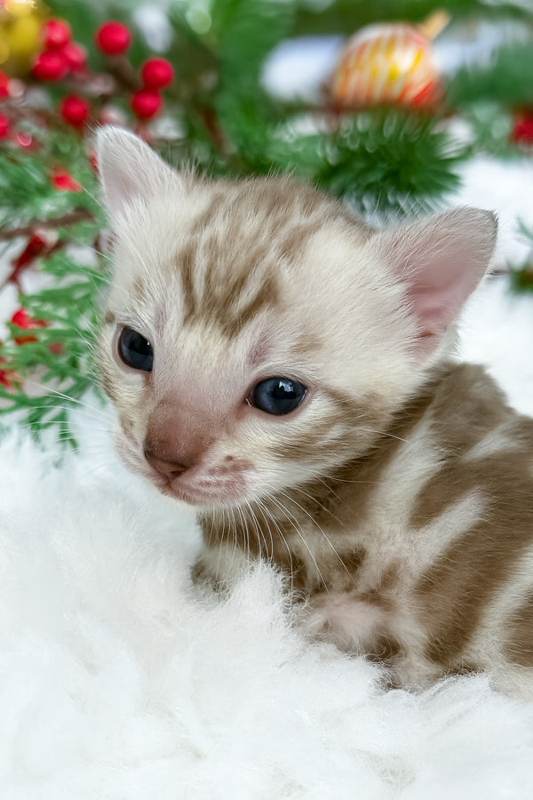 Damir | Bengal Kitten