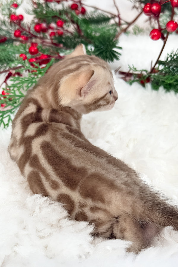 Damir | Bengal Kitten