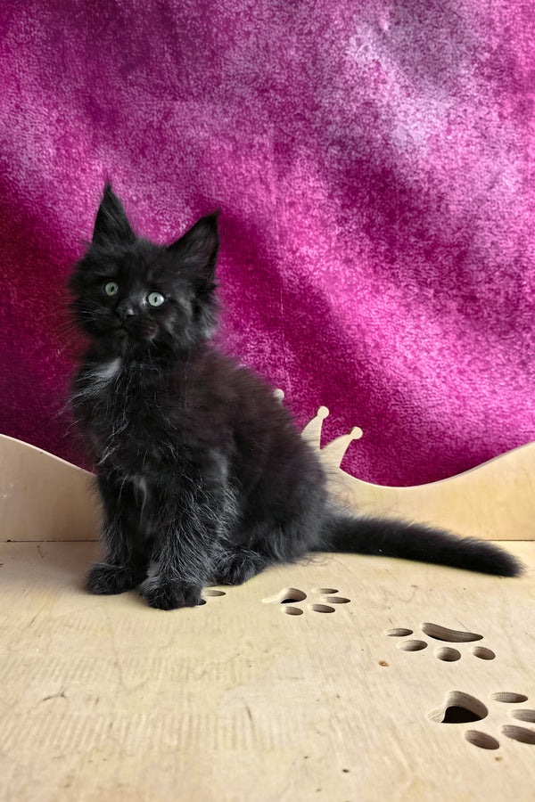 Varus | Maine Coon Kitten