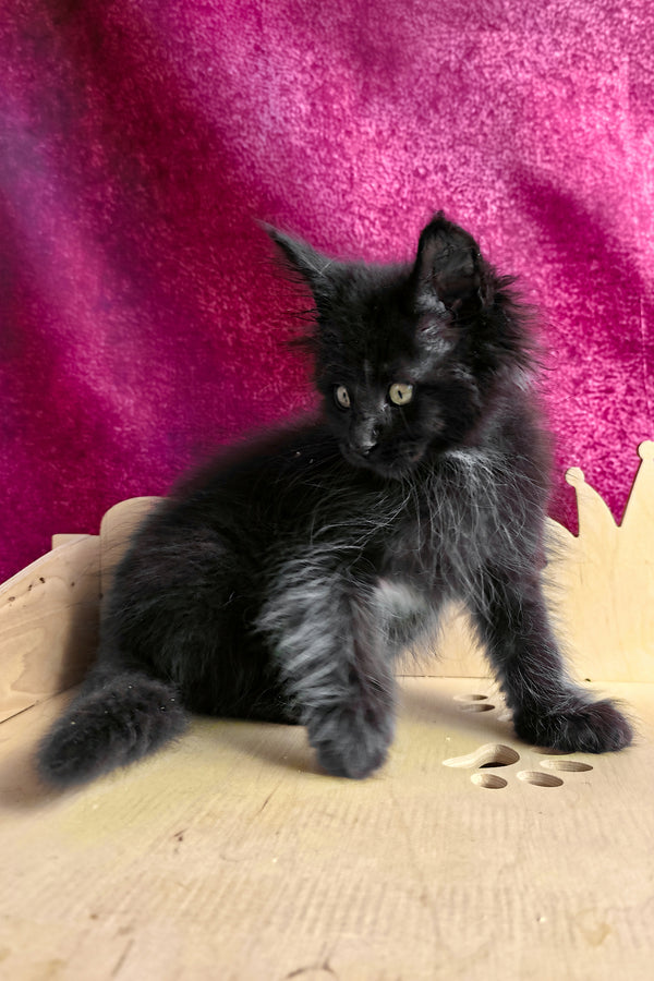 Varus | Maine Coon Kitten