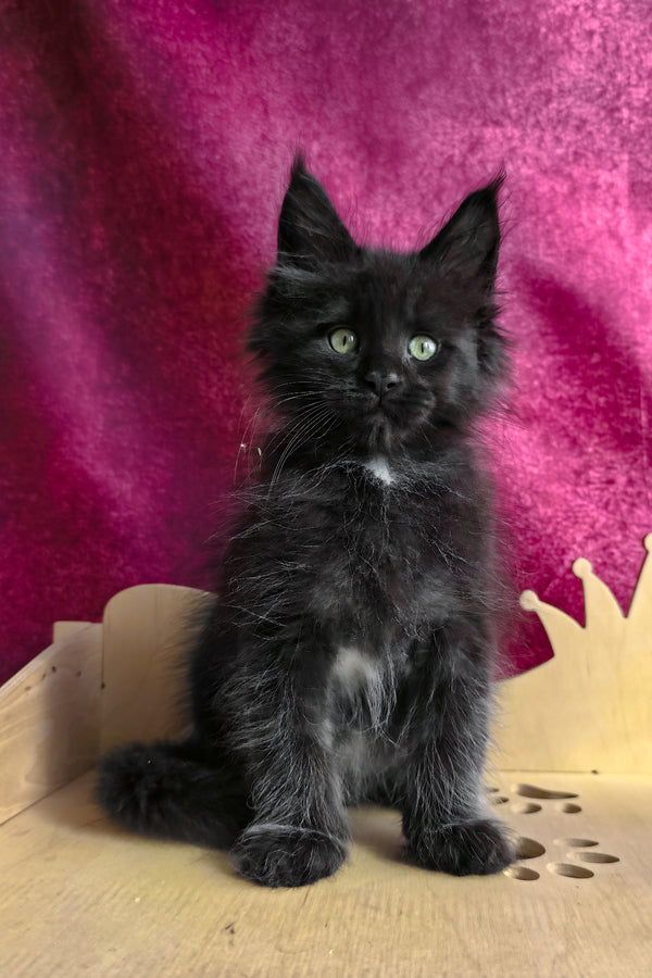 Varus | Maine Coon Kitten