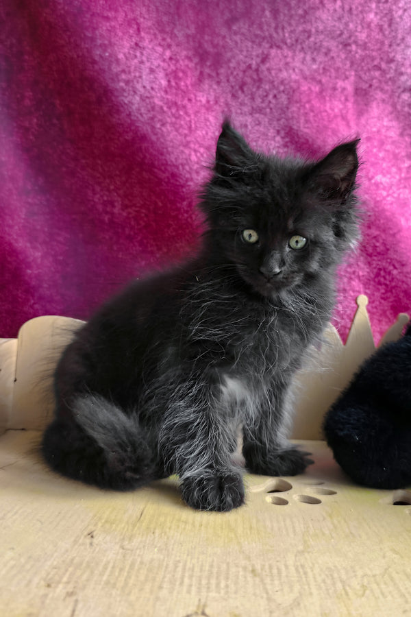 Varus | Maine Coon Kitten