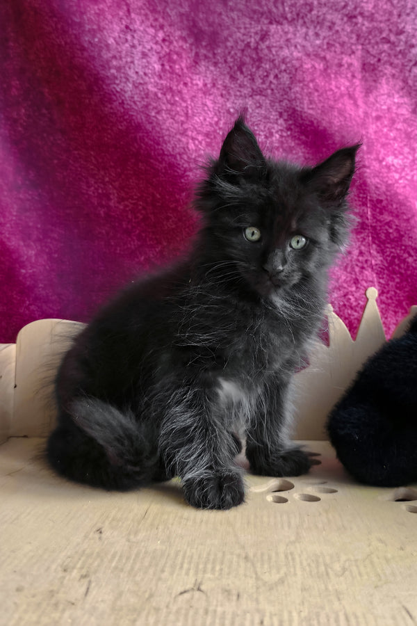 Varus | Maine Coon Kitten